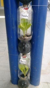 lettuce (2)